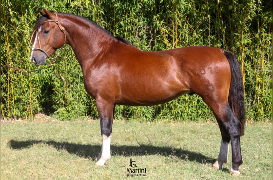 BRILHANTE DO ACEGUÁ