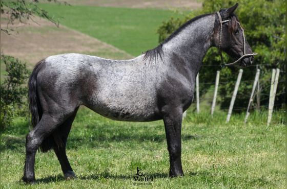 LA MONTURA ROSA MORA