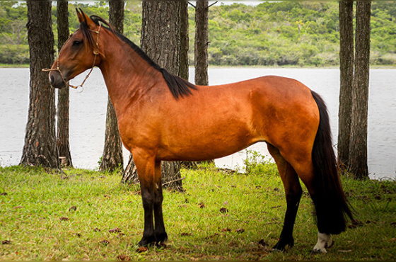 PERCANTA DA ESTANCIA CAVERA