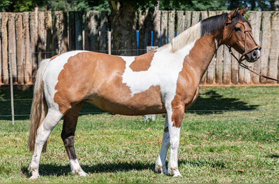 IMPERATRIZ DO DIAMANTE