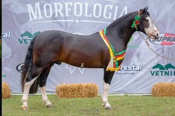 VENTO PAMPEANO DA CABANHA SANTA FÉ