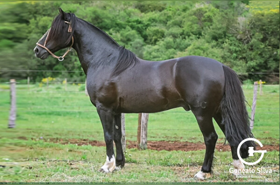 VENENO DE SANTA ANGÉLICA - DIREITO DE USO 