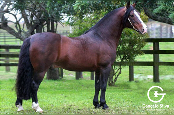 GALO DE SANTA EDWIGES 
