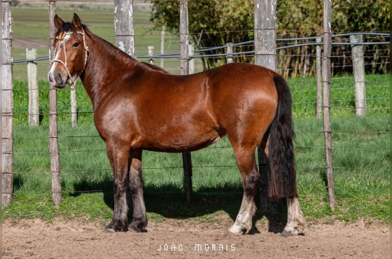  SANTA AUGUSTA UMBANDA