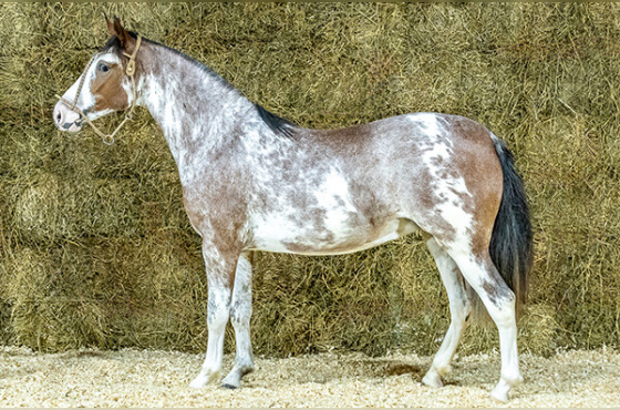 CALVIN DA BOTUVERÁ SR