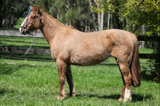 NA ESCOLHA EMBRIÃO PIEDRAITA TAPE OU PLATA Y RIENDA TAPE OU QUILLAHUE TAPE