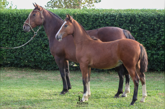 SÃO JOSÉ DAS LAGES AGUADA