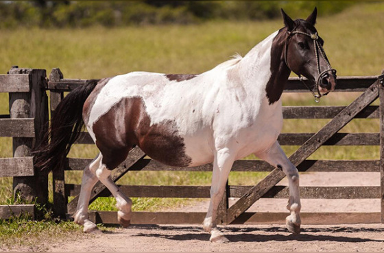 EL ENTREVERO MANOELITA