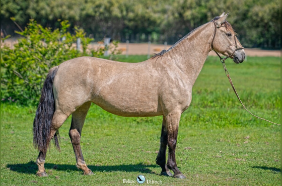 MEIA VOLTA LIBERDADE