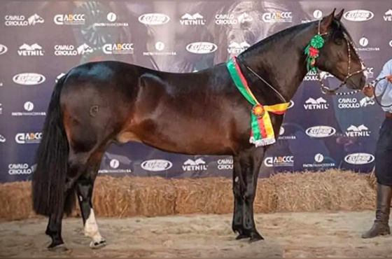 PATRÃO CAVALERA