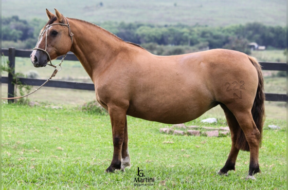 GATA MOURISCA 222 DA VENDRAMIN