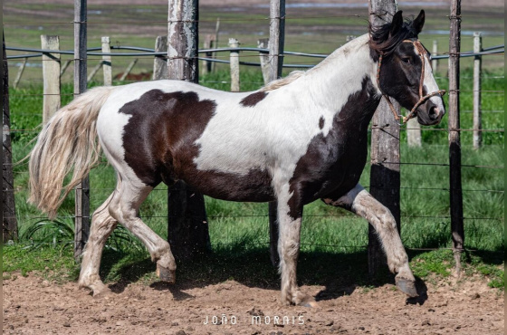  SANTA AUGUSTA URUTAU