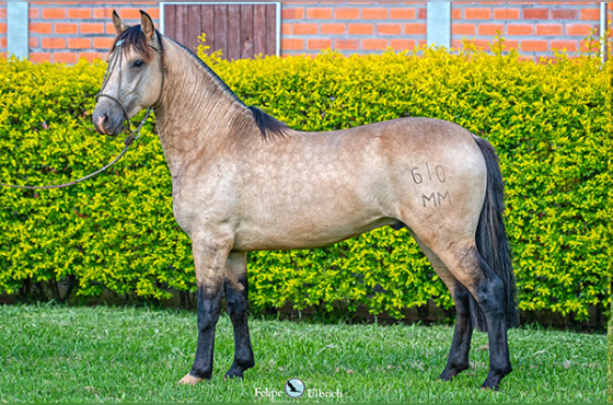 LA CASTELLANA UM AMIGO