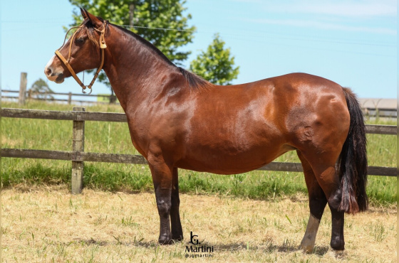 MARCA QUENTE CHARRUA