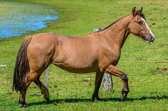 XIRUA DO PASSO DA LAGE 