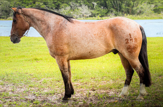 CHARUTO DO TRINTA E OITO