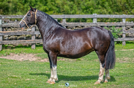 ELZA DOS CASTANHEIROS