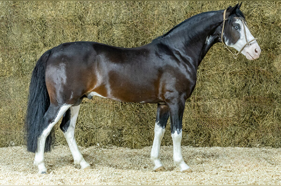 GSB HÉRCULES ( COBERTURA )