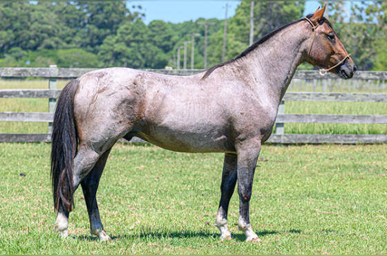 QUERIDÃO DO PASSO FUNDO