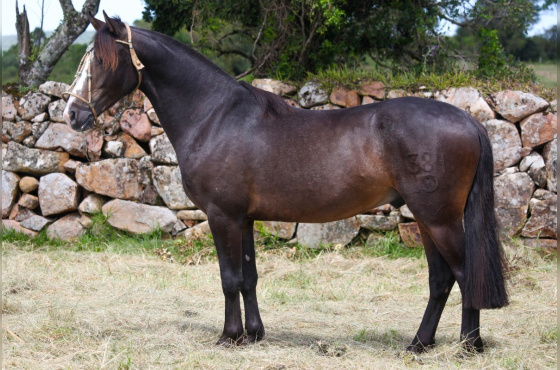 VARADERO DO VEIO D'ÁGUA