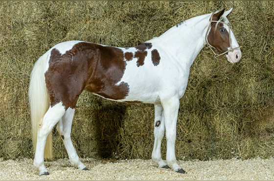 INVOCADA DA MANCHA CRIOULA