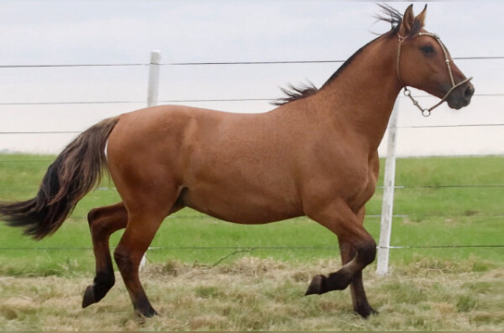 FEITICEIRO DO PAROBÉ