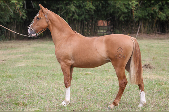 SOMBREIRO TAPEADO DO MAKO