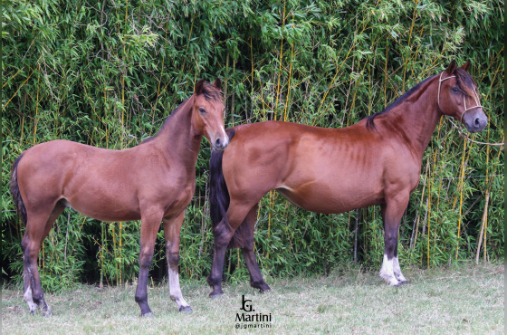 JOCASTA II DO ACEGUÁ