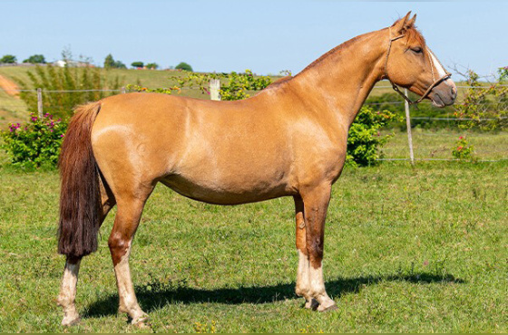 ÉGUA BUENA DO JARUNÃ