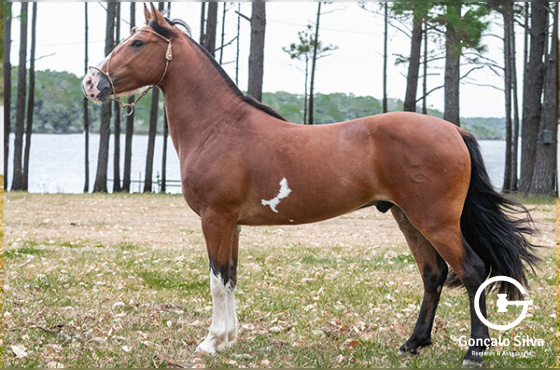 OSSO DURO DA ESTANCIA CAVERA 
