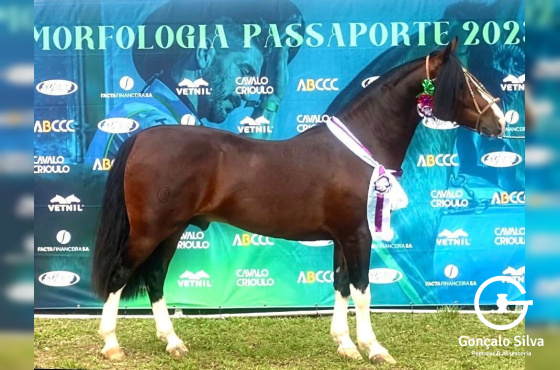 BASCO  HONÓRIO