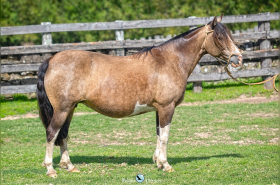 LA PAMPA 460 DA RECONQUISTA