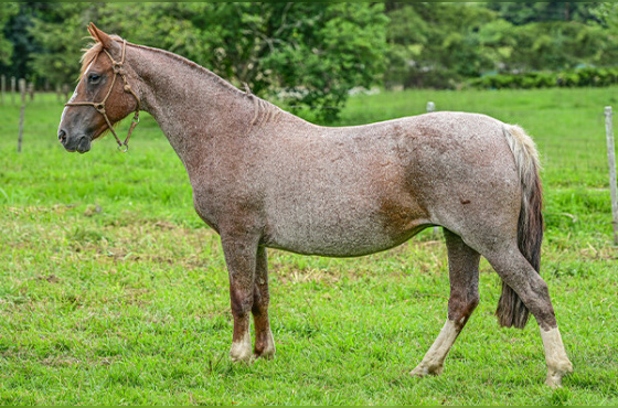 URTIGA DO RINÇÃO DA FEITORIA 