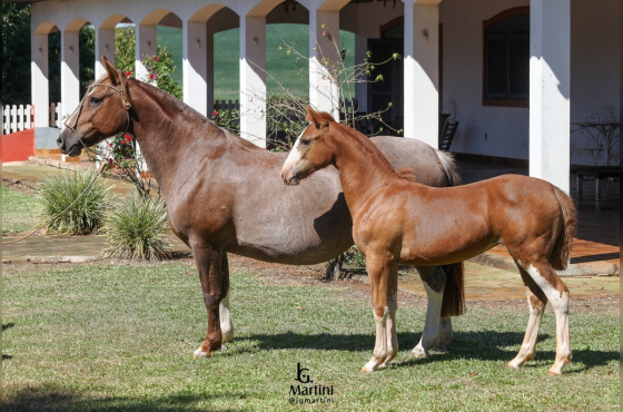 INÉDITA DE SÃO CARLOS 