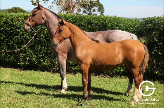 MEIA-CANHA DA MAIOR
