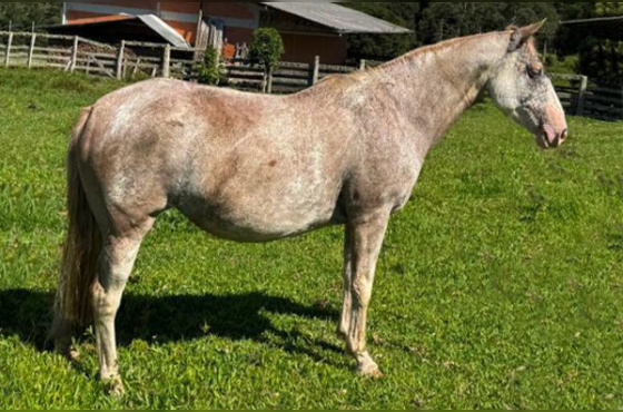 TERTULIA II DA RECONQUISTA