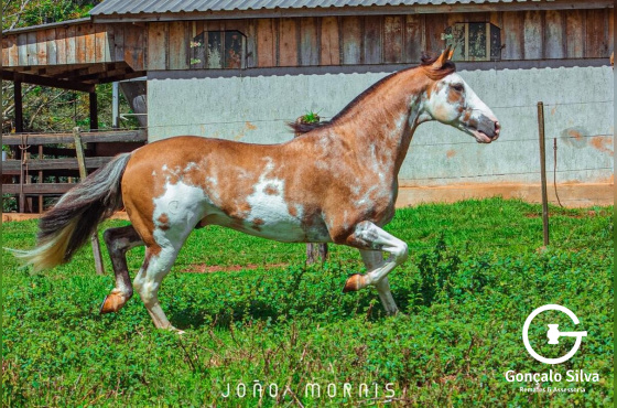 OVEIRO CHARRUA
