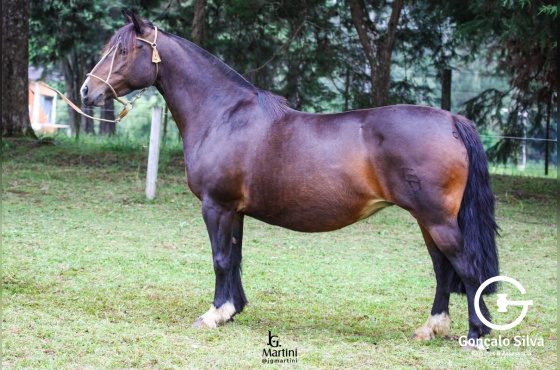 QUITANDA DA DON FERRANTE