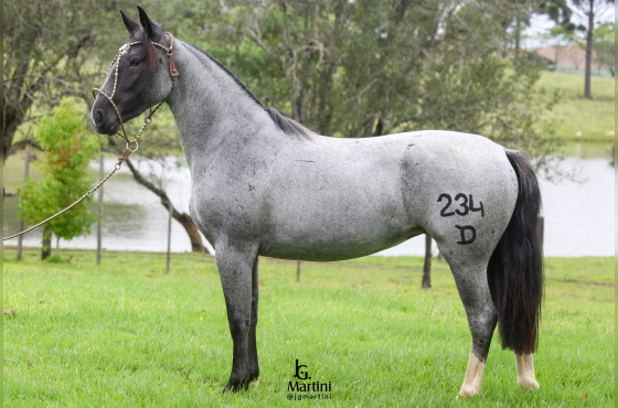 XENA DA SÃO JOÃO DO BURITY