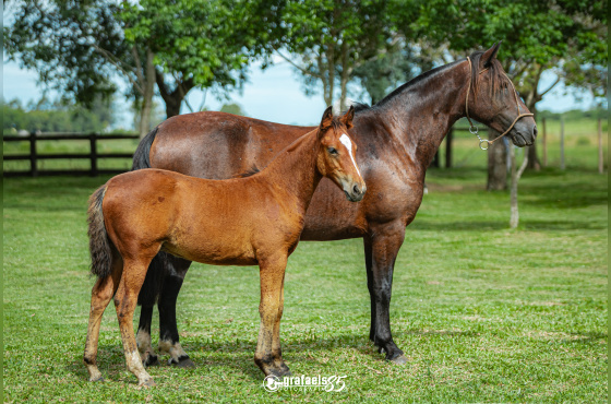 NAVALHA DE SANTO ANICETO