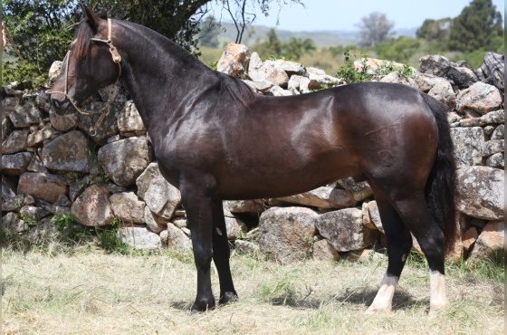 VIRTUOSO DO VEIO D'ÁGUA