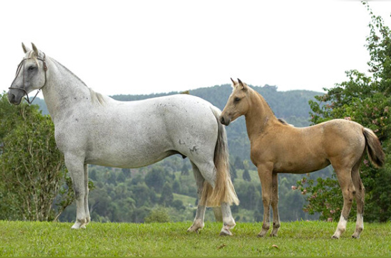 INDIA LIGEIRA 1471 C MAUFER 