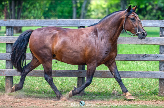 LA CASTELLANA TINHOSA II