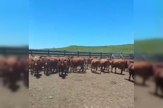 BOVINOS - 46 TERNEIROS CASTRADOS - CRUZA RED ANGUS