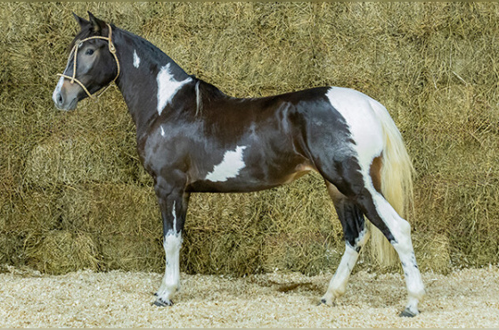 CATARINA DA BOTUVERÁ SR