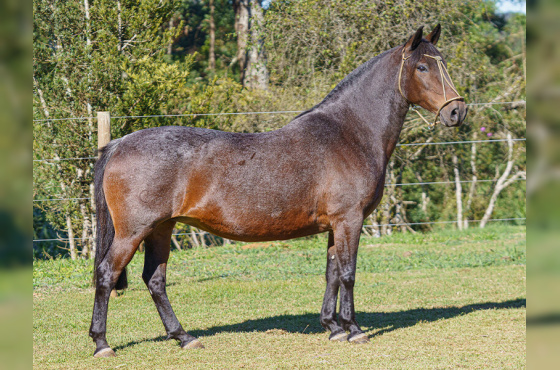 AMANARA DA QUIBAANA