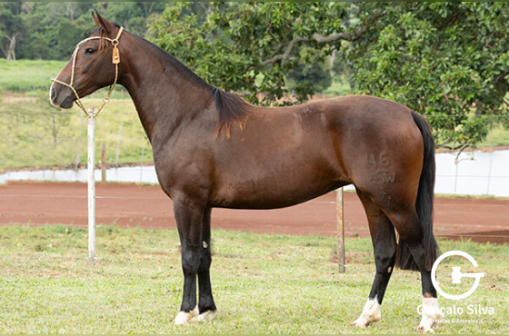 ASW ILUMINADA