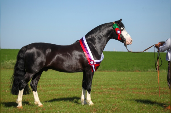 QUE BUENO DO RIBEIRÃO BONITO - TE