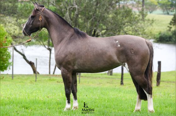 VESPA DA SÃO JOÃO DO BURITY