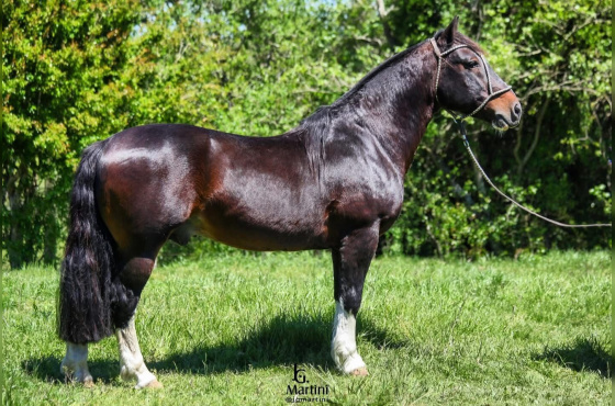 BUZZO DA MAYA - DIREITO DE USO 